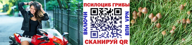 кракен   Малаховка  Псилоцибиновые грибы прущие грибы  где купить  